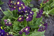 Примула Ушковая 4-66 (Primula Auricula)