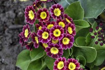 Примула Ушковая 4-67 (Primula Auricula)