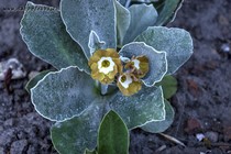 Примула Ушковая 4-68 (Primula Auricula)