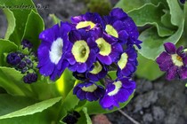 Примула Ушковая 4-69 (Primula Auricula)