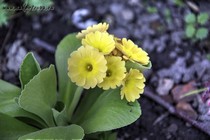 Примула Ушковая 4-7 (Primula Auricula)