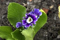 Примула Ушковая 4-70 (Primula Auricula)
