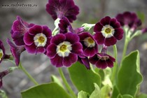 Примула Ушковая 4-71 (Primula Auricula)