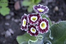 Примула Ушковая 4-72 (Primula Auricula)
