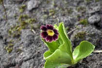Примула Ушковая 4-73 (Primula Auricula)