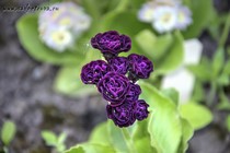 Примула Ушковая 4-74 (Primula Auricula)