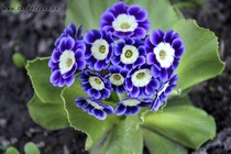 Примула Ушковая 4-75 (Primula Auricula)