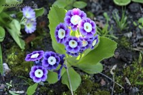 Примула Ушковая 4-76 (Primula Auricula)