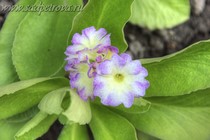 Примула Ушковая 4-77 (Primula Auricula)