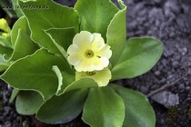 Примула Ушковая 4-78 (Primula Auricula)