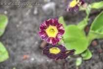 Примула Ушковая 4-79 (Primula Auricula)