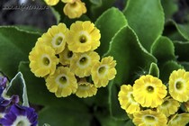 Примула Ушковая 4-8 (Primula Auricula)