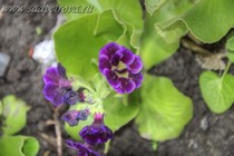 Примула Ушковая 4-78 (Primula Auricula)