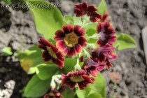 Примула Ушковая 4-78 (Primula Auricula)