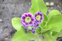 Примула Ушковая 4-82 (Primula Auricula)
