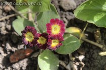 Примула Ушковая 4-78 (Primula Auricula)