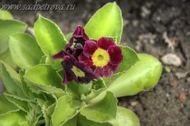 Примула Ушковая 4-84 (Primula Auricula)