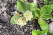 Примула Ушковая 4-85 (Primula Auricula)