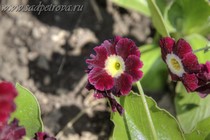 Примула Ушковая 4-86 (Primula Auricula)