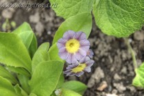 Примула Ушковая 4-87 (Primula Auricula)