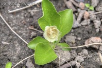 Примула Ушковая 4-88 (Primula Auricula)