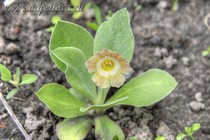 Примула Ушковая 4-89 (Primula Auricula)