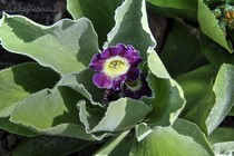 Примула Ушковая 4-9 (Primula Auricula)