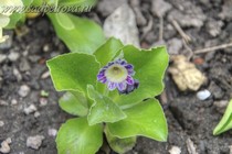 Примула Ушковая 4-90 (Primula Auricula)