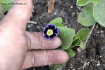 Примула Ушковая 4-91 (Primula Auricula)