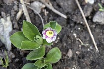 Примула Ушковая 4-92 (Primula Auricula)