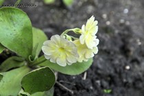 Примула Ушковая 4-93 (Primula Auricula)