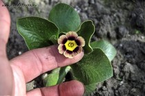 Примула Ушковая 4-94 (Primula Auricula)