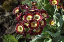 Примула Ушковая 5-1 (Primula Auricula)