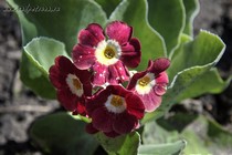 Примула Ушковая 5-10 (Primula Auricula)
