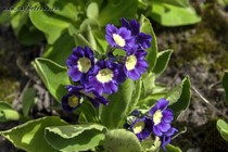 Примула Ушковая 5-11 (Primula Auricula)