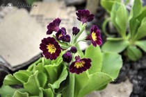 Примула Ушковая 5-13 (Primula Auricula)
