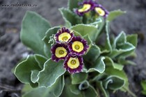 Примула Ушковая 5-2 (Primula Auricula)