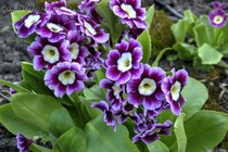 Примула Ушковая 5-3 (Primula Auricula)
