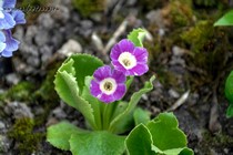 Примула Ушковая 5-4 (Primula Auricula)
