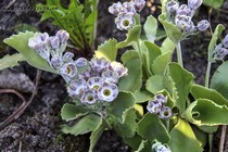 Примула Ушковая 5-5 (Primula Auricula)