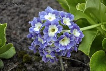 Примула Ушковая 5-6 (Primula Auricula)