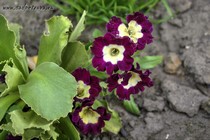 Примула Ушковая 5-7 (Primula Auricula)