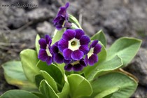 Примула Ушковая 5-8 (Primula Auricula)