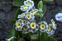 Примула Ушковая 5-9 (Primula Auricula)