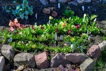 Примула Ушковая не номерные (Primula Auricula)
