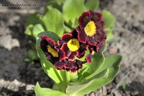 Примула Ушковая 6-1 (Primula Auricula)