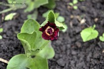 Примула Ушковая 6-2 (Primula Auricula)