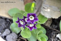 Примула Ушковая 6-3 (Primula Auricula)