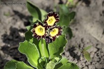 Примула Ушковая 6-4 (Primula Auricula)