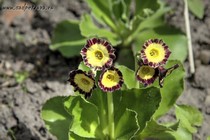 Примула Ушковая 6-5 (Primula Auricula)